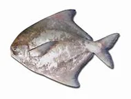Black Pomfret