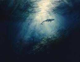 Fisheries Department Photo